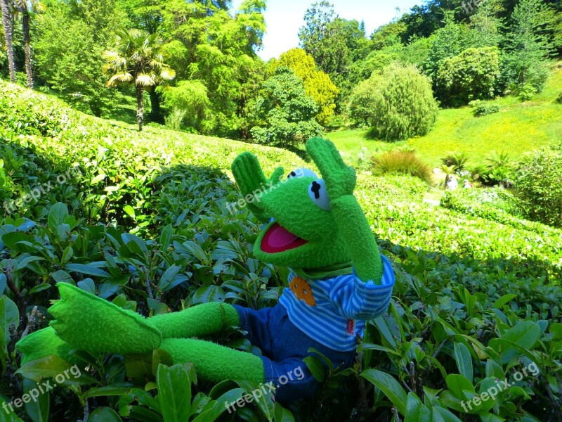 Maze Kermit Frog Way Out Glendurgan