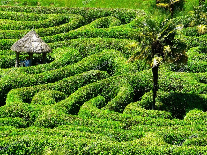 Maze Labyrinth Glendurgan Garden Cornwall