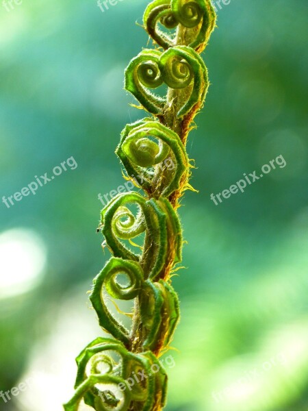 Fern Fiddlehead Roll Out Roll Plant