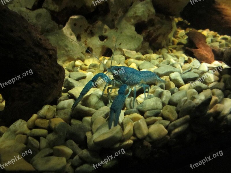 Shrimps Crab Munich Zoo Germany