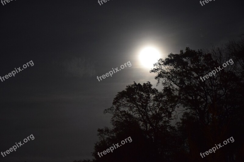 Night Moon Trees Moonlight Sky