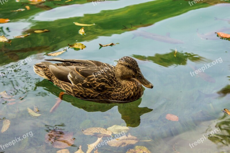 Duck Plitvice Lakes Plitvice Croatia Water