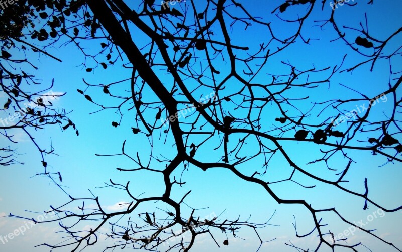 Branch Blue Sky Tree Nature