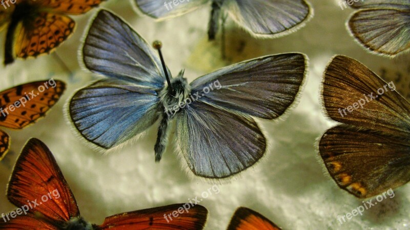 Butterfly Blue Pinned Wing Insect