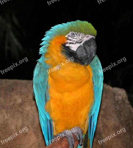 Parrot Jungle Bird Tropical Colorful