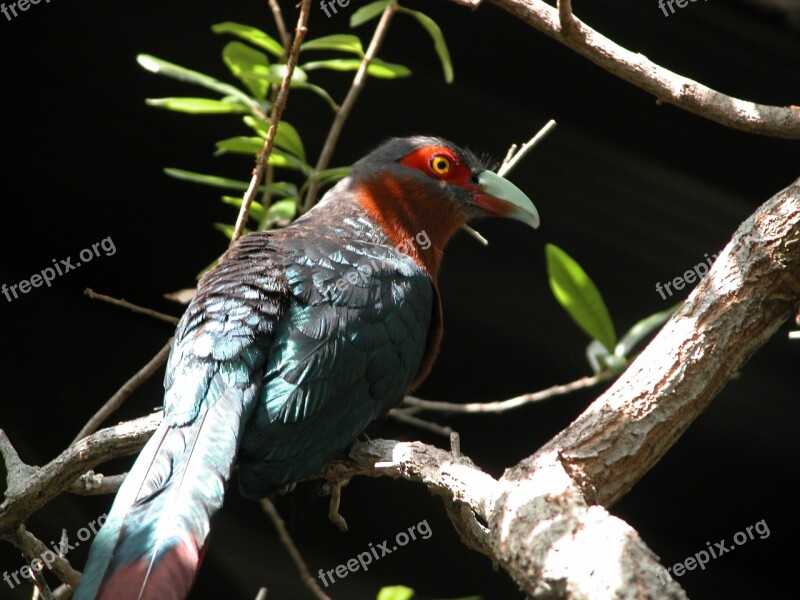 Jungle Bird Tropical Wildlife Beak