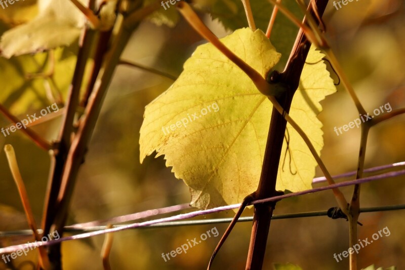 Vine Leaf Autumn Yellow Golden Autumn