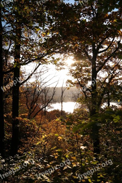 Forest Autumn Sun Backlighting Trees