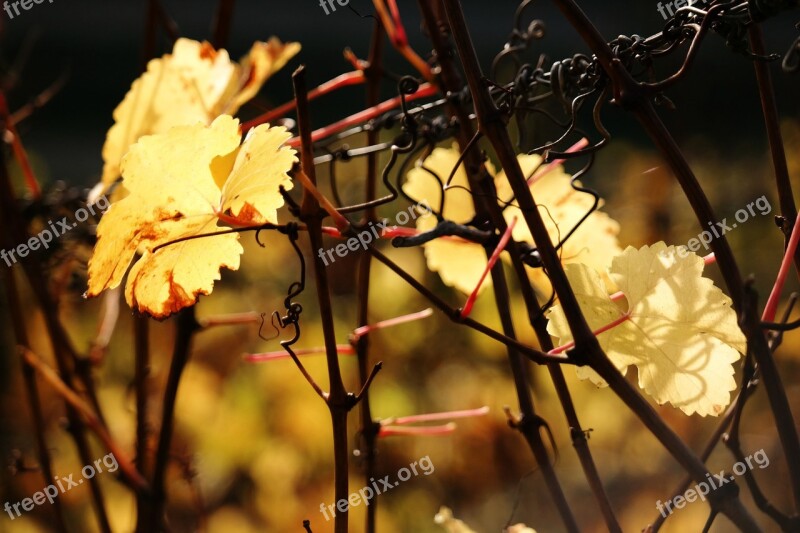 Vine Leaf Autumn Yellow Golden Autumn