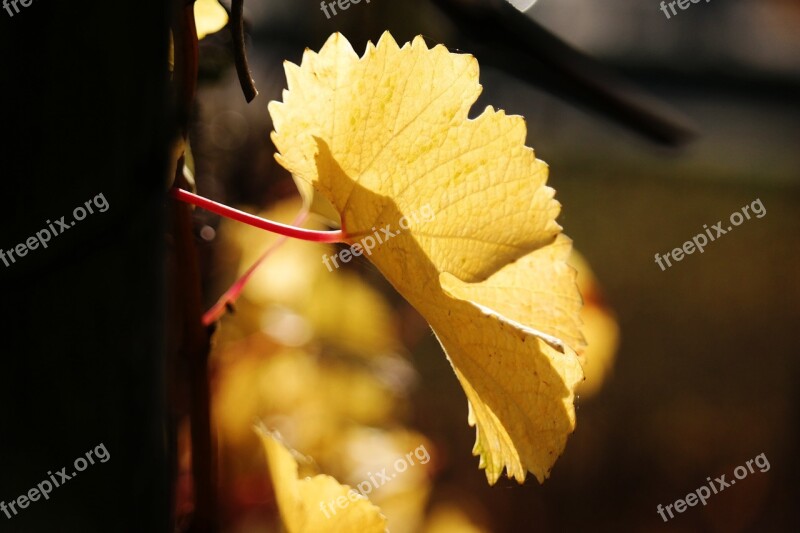 Vine Leaf Autumn Yellow Golden Autumn