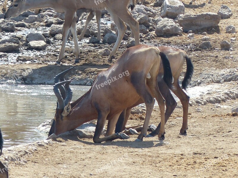 Hartebeest Animal Soak Antelope Water Hole