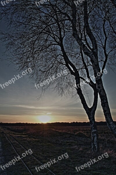 Birch Sunset A Formative Mood Moor