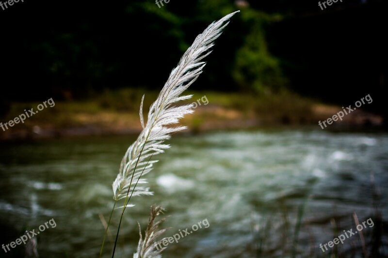 Grass White Breeze Field Spring