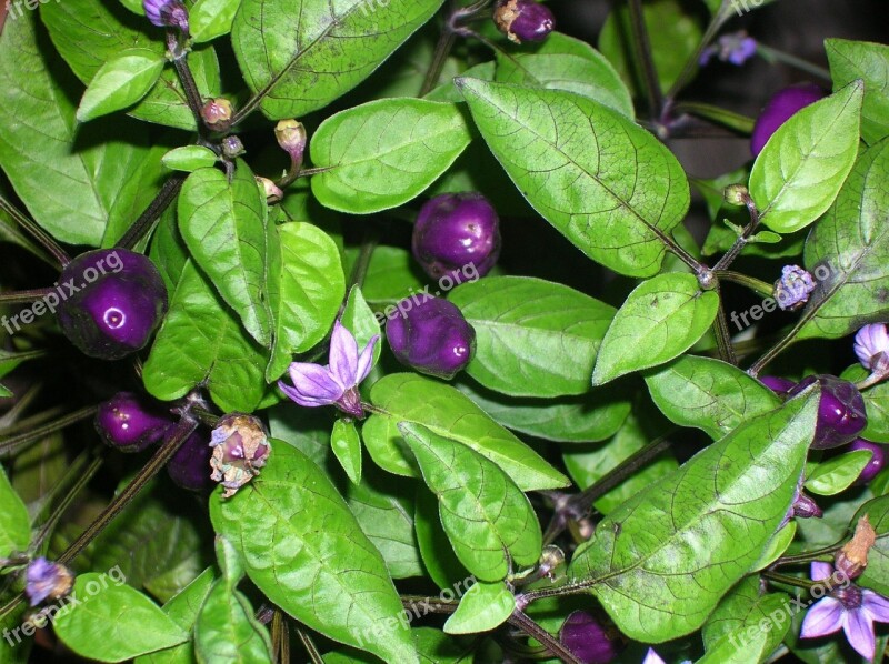 Chilis Purple Violet Vegetables Garden