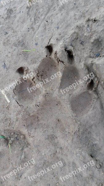 Paw Reprint Traces Dog Animal Tracks