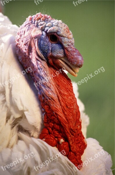 Turkey Bird Male Poultry Animal