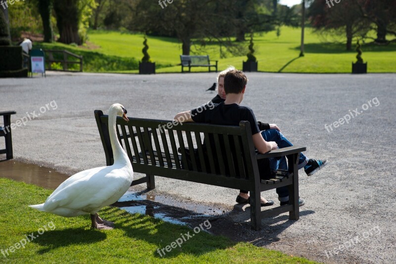 Swan Tourists Unwanted Visitors Bench Seat Apprehension