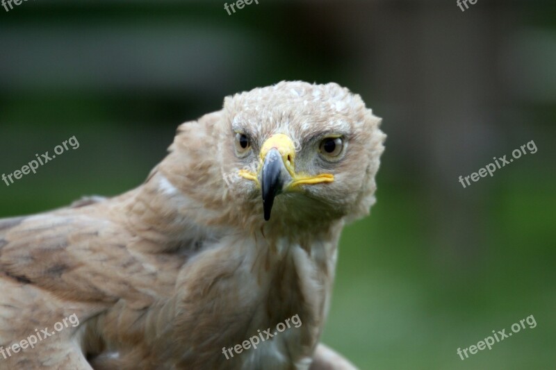 Raptor Beak Feathers Predator Portrait