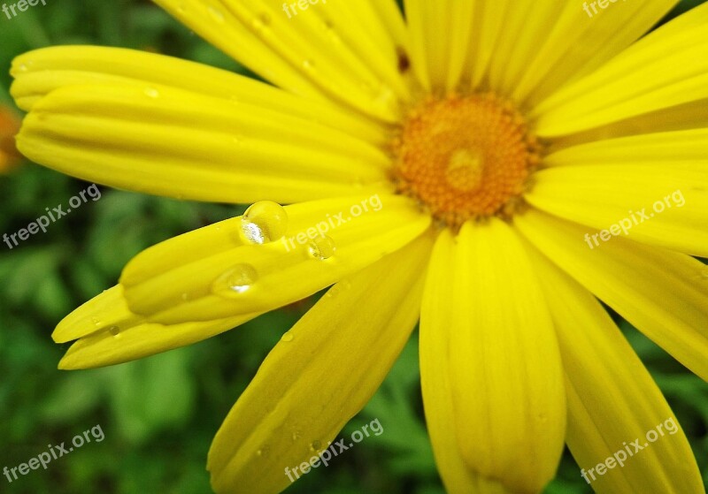 Yellow Flower Drop Droplets Free Photos