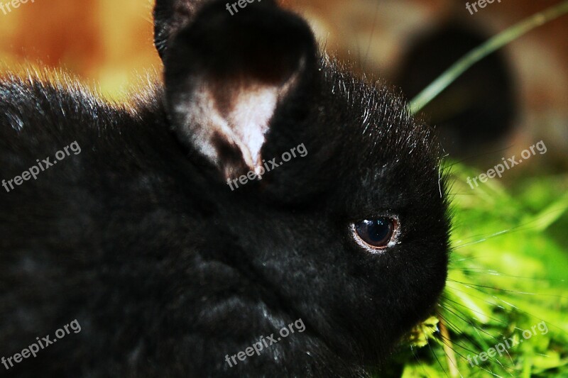 Rabbit Cub Home Cute Black