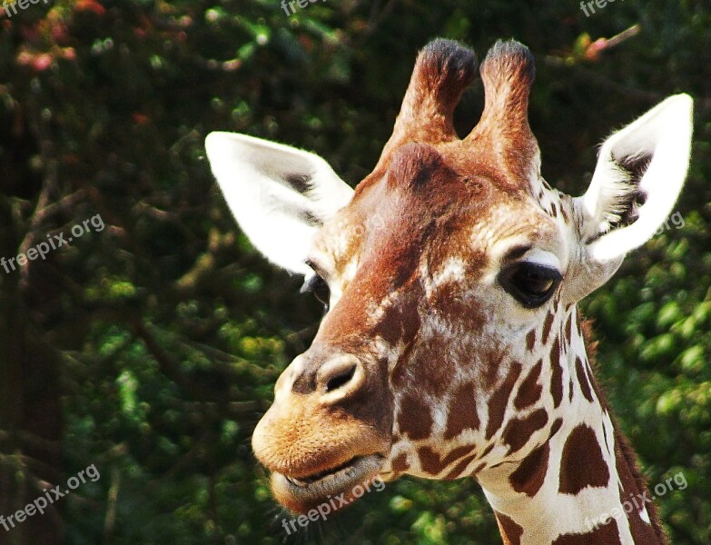 Giraffe Head Animal Free Photos