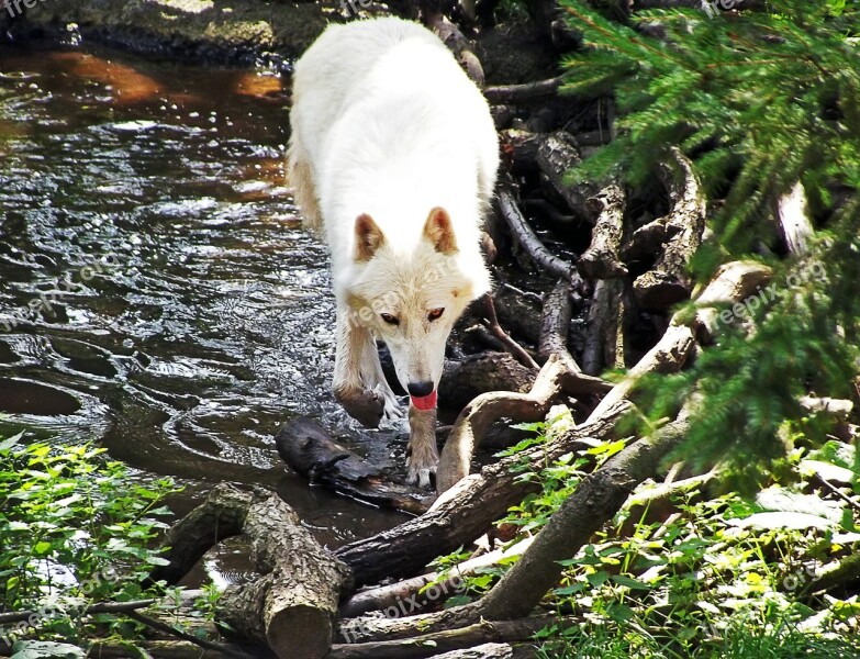 Wolf White Wolf Water Nature Free Photos