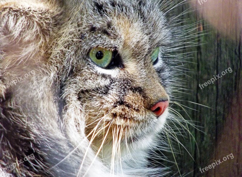 Cat Beast Manul Free Photos