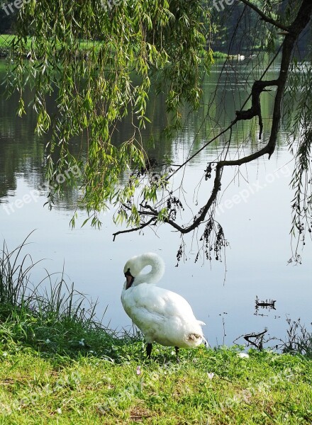 Swan Pond Branches Nature Free Photos