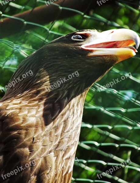 Eagle Beak Bird Predator Free Photos