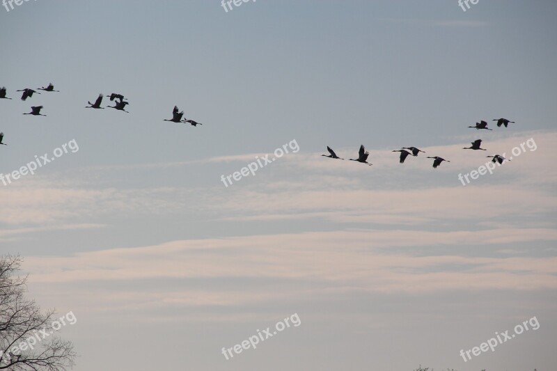 Cranes Migratory Birds Autumn Nature Free Photos