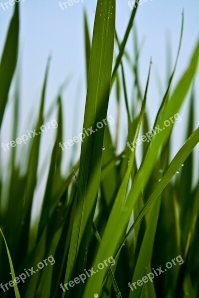 Green In Wheat Field Plant Free Photos