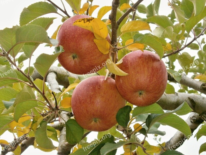 Apple Ringo The Apple Tree Orchard Free Photos