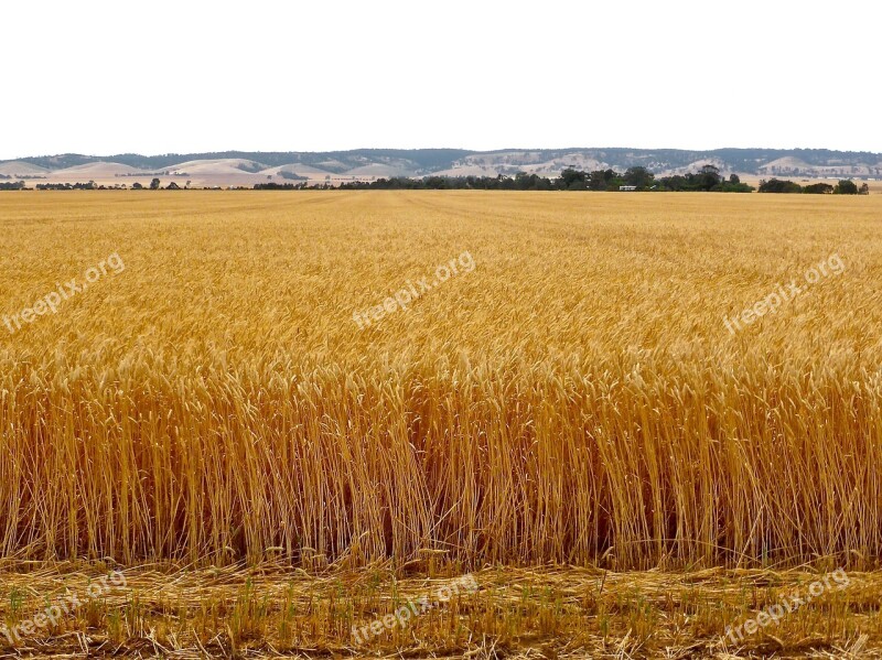 Wheat Crop Grain Harvest Farm