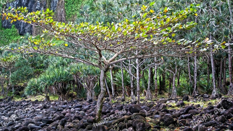 Tree Reunion Island Cold Lava Landscape Free Photos