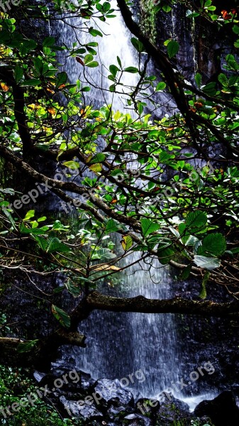 Cascades Reunion Island Water Branches Leaves