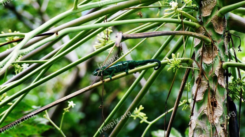 Chameleon Reunion Island Twigs Endemic Free Photos