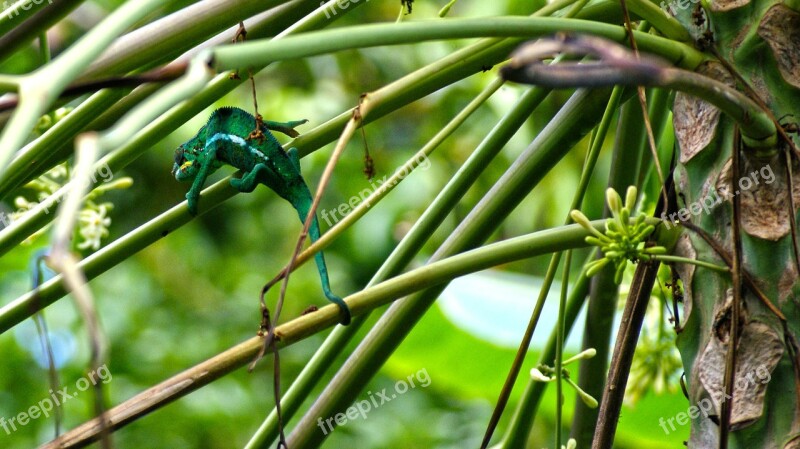 Chameleon Reunion Island Twigs Endemic Free Photos