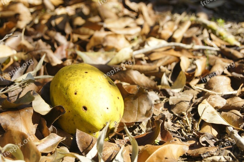 Chinese Quince Leaves Autumn Autumn Leaves Nature