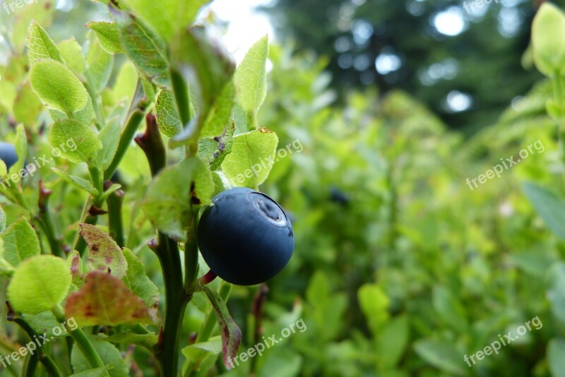 Blueberry Bilberry Fruit Berries Blueberries