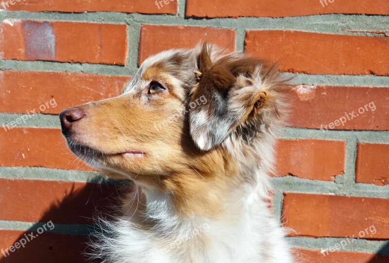 Australian Shepherd Dog Pet Shepherd Canine