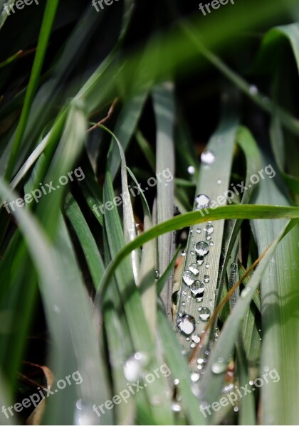 Grass Drop Macro Drops Free Photos