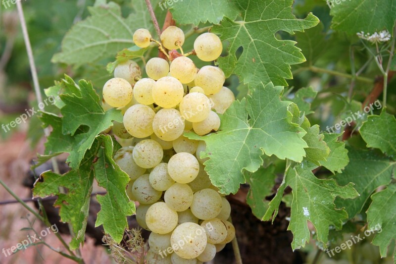 Grapes Green White Fruit Vineyard