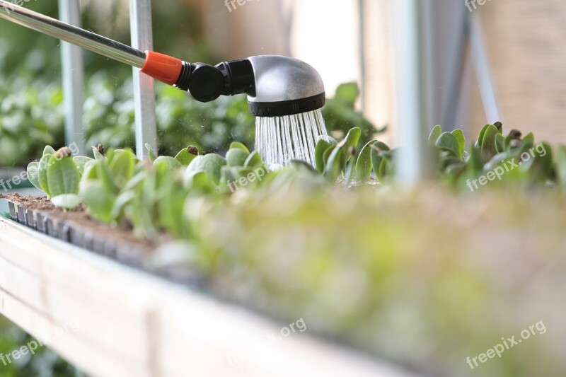 Watering Water Plant Leaf Leaves