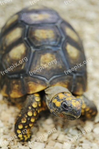 Turtle Animal Reptile Tortoise Shell