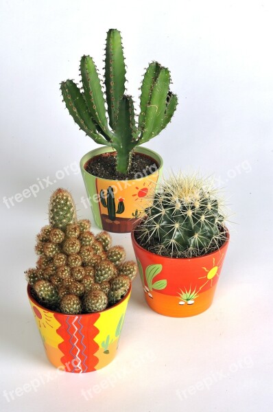 Cactus Succulent Plant Green Thorns Vase