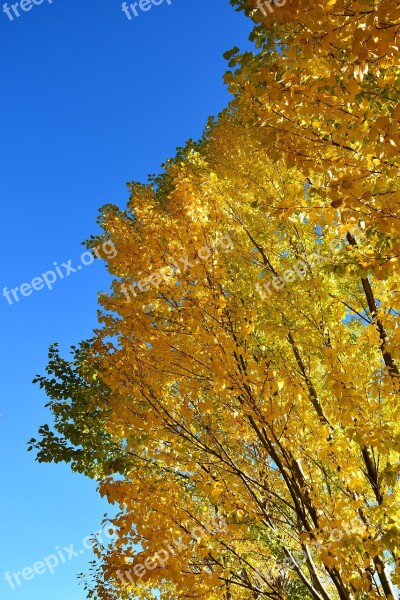 Autumn Yellow Leaves Blue Sky The Scenery Free Photos