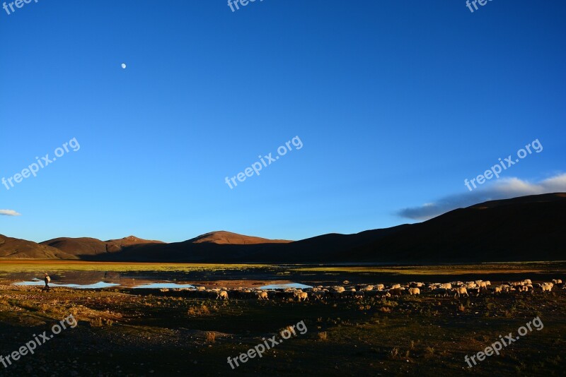 Tibet Herd Returns At Dusk Free Photos