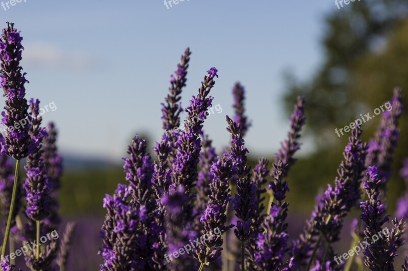 Lavender Provence France Flowers Purple