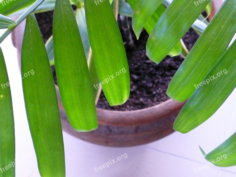 Potted Plant Houseplant Green Palm Earth