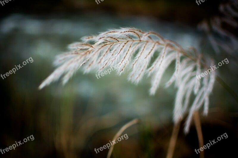 Grass White Breeze Field Spring